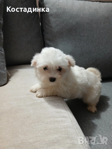 Продавам малко кученце малтийска булонка , снимка 2 - Болонка - 52894157