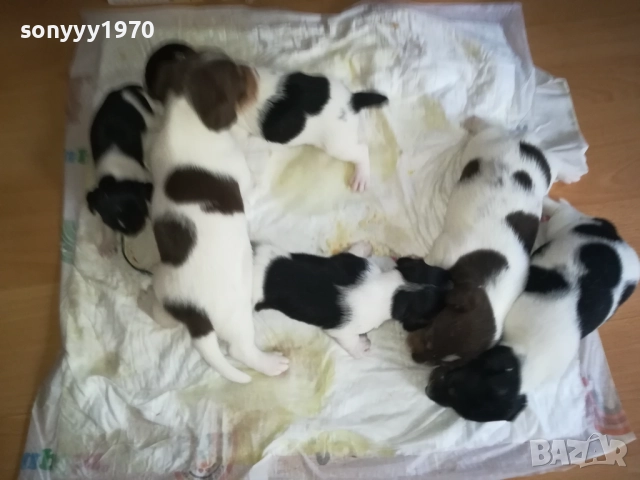 🙏 ДЖАК РЪСЕЛ-250ЛВ ЗА БРОЙ 0509250832, снимка 10 - Джак ръсел териер - 51611544