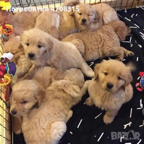 Голдън ретривър  момче родословен баща , снимка 12 - Голдън ретривър - 53604947