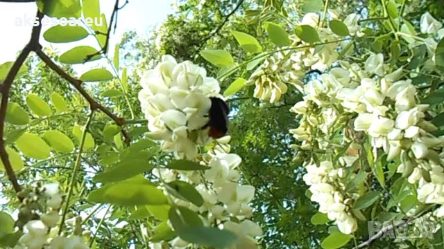 Продавам 400 висококачествени семена от бързо растяща Бяла медоносна акация Бял облагороден салкъм , снимка 8 - Сортови семена и луковици - 49258986