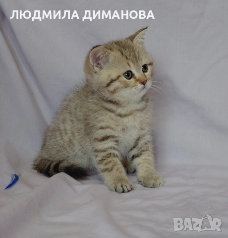 Шотландски мъжки. , снимка 8 - Британска късокосместа - 53587525