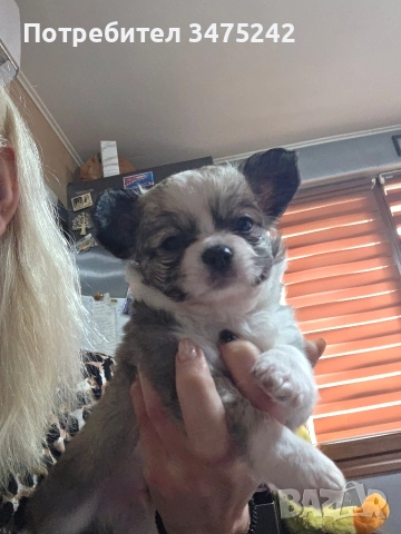 Мини чихуа момче