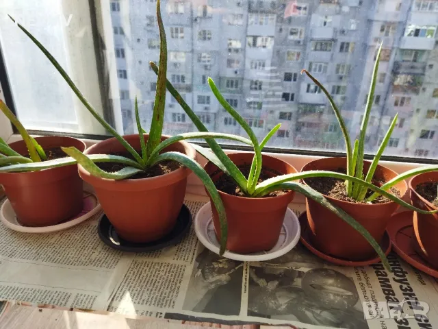 Алое лечебно растение, снимка 7 - Стайни растения - 47724690