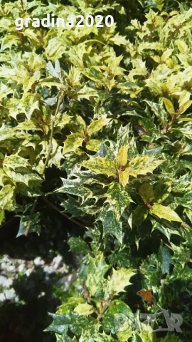 Османтус 'Goshiki', снимка 6 - Разсади - 53102822