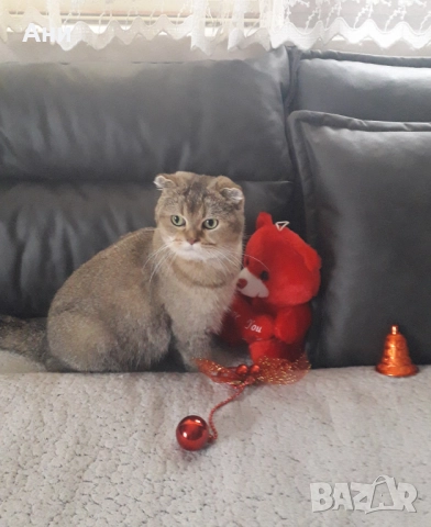 ТОП НОВОГОДИШНА ЦЕНА ШОТЛАНДСКА ЗЛАТНА ЧИНЧИЛА, снимка 4 - Британска късокосместа - 52897372