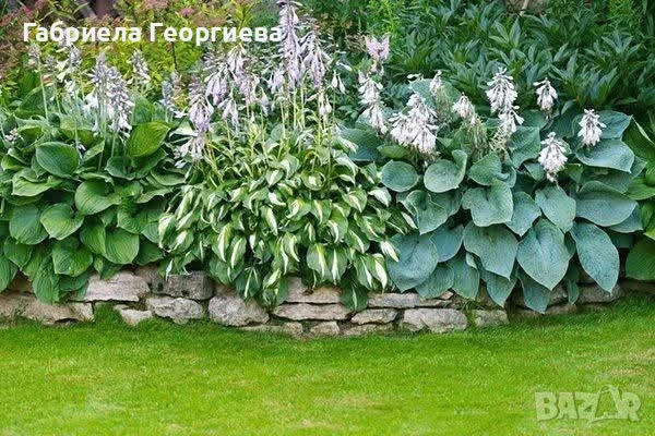 Хоста, снимка 2 - Градински цветя и растения - 50499469