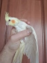 Бебе 1 папагал корела корели , снимка 1