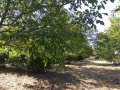Орехова градина - 20 дка, снимка 10