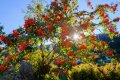 Офика - Sorbus aucuparia, снимка 5