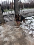 Продавам немска овчарка , снимка 11