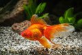 Едри Златни риби - Перник , снимка 1 - Рибки - 43938448