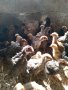 Пилета, еднодневни Бройлери и пъдпъдъци, снимка 2
