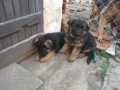 Немски овчарки, снимка 2