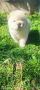 Чау -чау,женски кученца, снимка 2