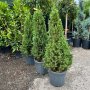 Picea glauca CONICA(Декоративен смърч), снимка 1 - Градински цветя и растения - 43365838