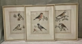 Три рамкирани принта с красиви птици, снимка 1