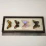 Препарирани пеперуди в рамка от Бразилия #5891, снимка 15