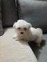 Продавам малко кученце малтийска булонка , снимка 2