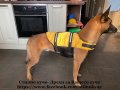 Спасителна жилетка за куче Кучешка предпазна жилетка за вода , снимка 11