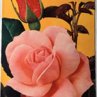 Картички рози, снимка 8 - Филателия - 28915077