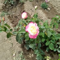 Градински храстовидни рози ,ароматни, снимка 7 - Градински цветя и растения - 33266169
