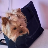 Чанта за куче , снимка 1 - За кучета - 32600050