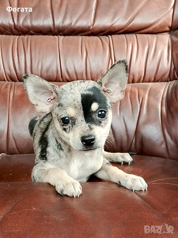 Продава се, снимка 1