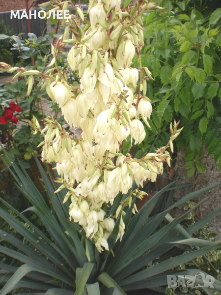 ЮКА   -градинска, снимка 1