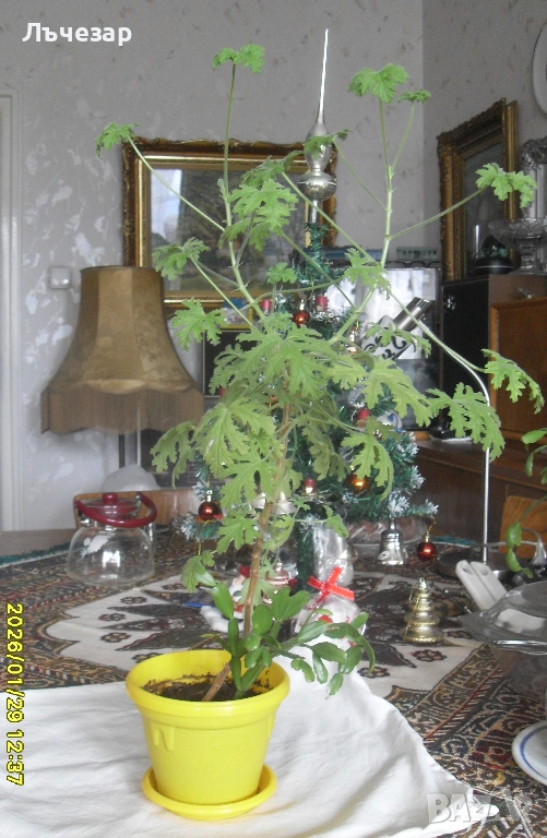 Продавам цвете "ИНДРИШЕ", снимка 1