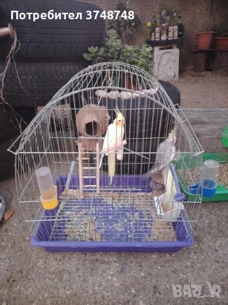 Папагали , снимка 1