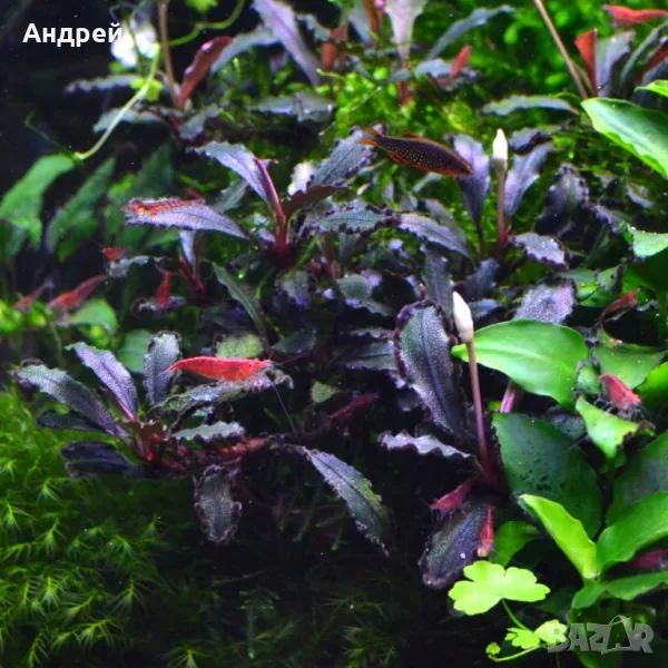 Буцефеландра различни видове, снимка 1