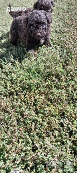 Бебета Той Пудел, снимка 1