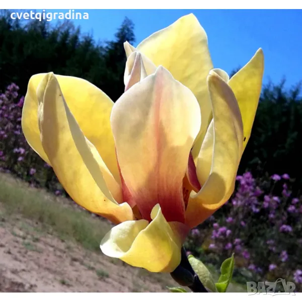 Magnolia Sunsation (Магнолия Сънсейшън), снимка 1