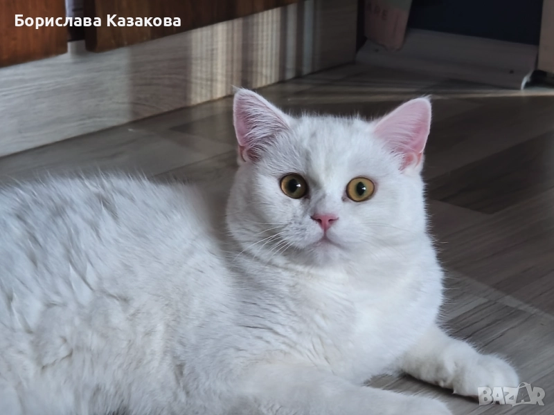 Търсим си дом, снимка 1