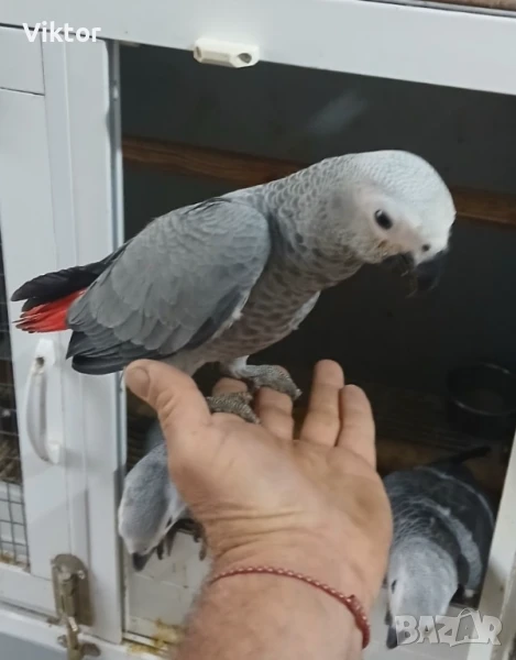 Кралско жако , снимка 1