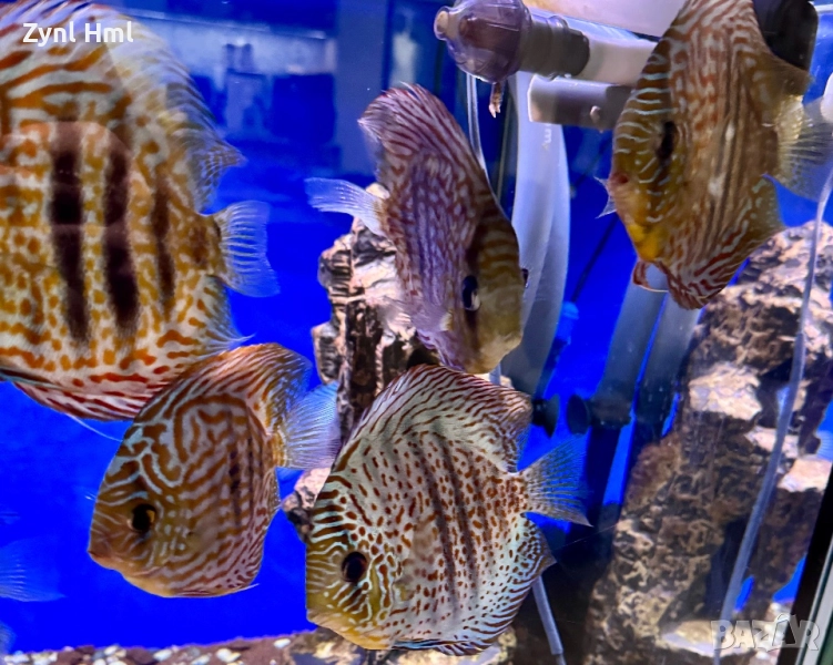 Риби Дискуси – група от 7 бр.,здрави и красиви!, снимка 1