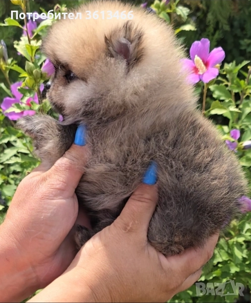 Миниатюрен мъжки поранжав померан , снимка 1