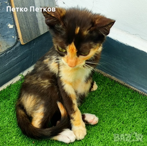 Подарявам малко шарено котенце, снимка 3 - Други - 52611406