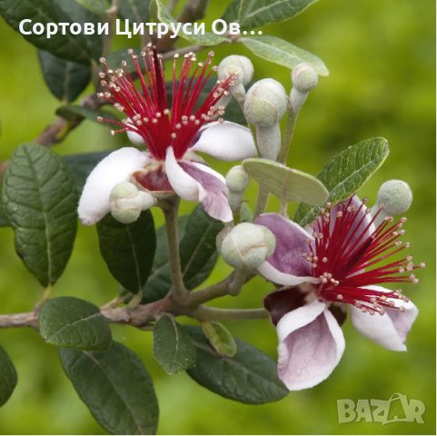 Фейхоа Ананасова Гуава Feijoa sellowiana, снимка 2 - Градински цветя и растения - 43870270