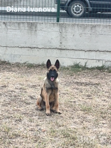 Подарявам Белгийска овчарка на 8 месеца , снимка 4 - Белгийска овчарка - 53276385