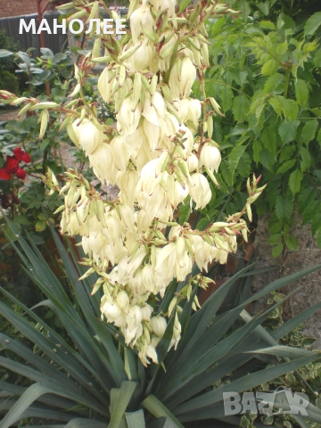 ЮКА   -градинска