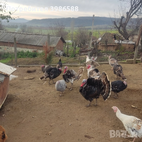 Пуйки,Пуяци.Фитки., снимка 4 - Кокошки и пуйки - 52718854