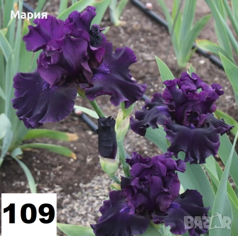 Сортови вискоки ириси /брадати ириси, снимка 6 - Сортови семена и луковици - 46410355