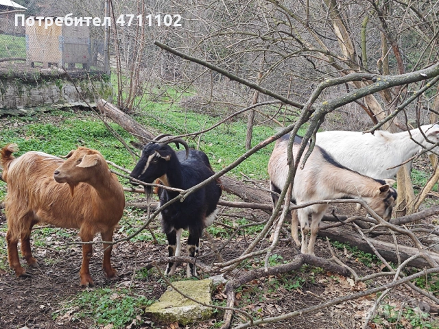 Кози, снимка 2 - Кози - 53499107