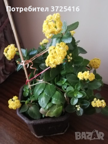 Цвете каланхое, снимка 2 - Стайни растения - 53538502