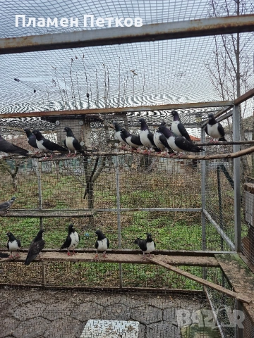 Унгарска калугерка (лястовица), снимка 5 - Гълъби - 53062566