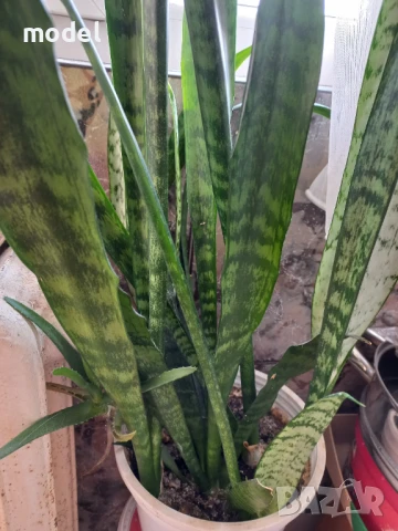 Цвете Сансевиера индийски меч, снимка 3 - Стайни растения - 49674765