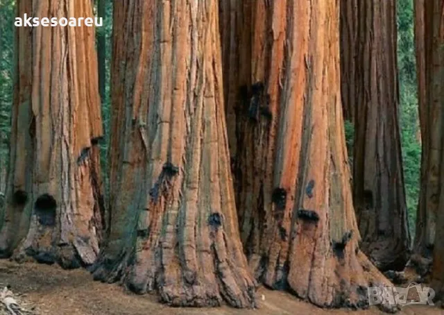 Нови Екзотични 15 семена от гигантска секвоя мамутово дърво sequoiadendron giganteum за декорация, снимка 16 - Сортови семена и луковици - 50223558