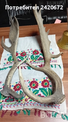 еленови големи рога, снимка 6 - Антикварни и старинни предмети - 52070972
