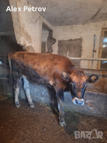 Две свободни телета, снимка 2 - Крави - 53469097